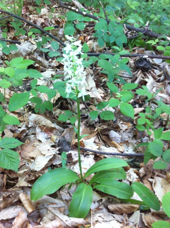 Platanthera bifolia